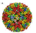 A computer-generated model of the Bluetongue virus